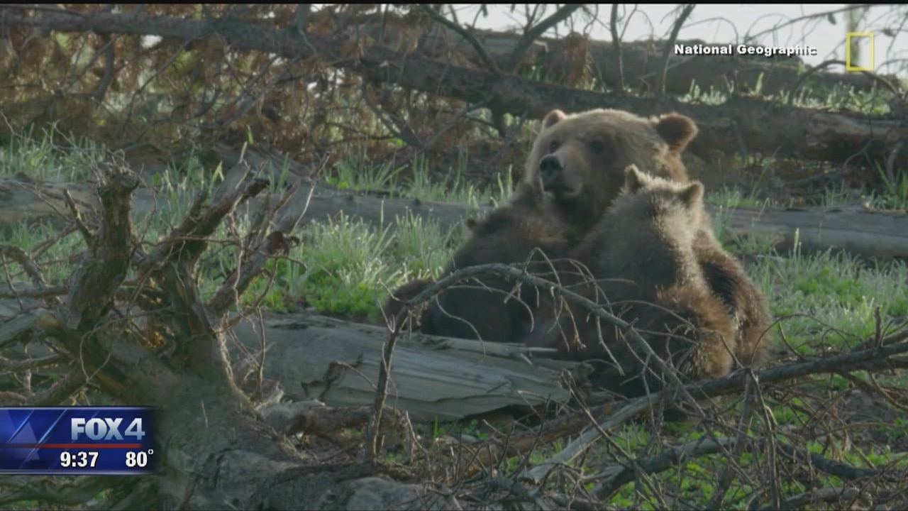 See Yellowstone National Park with a special live simulcast