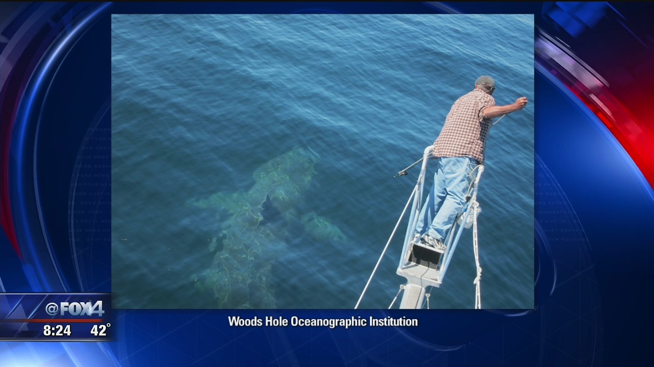Expert: Sharks may be the key to human survival