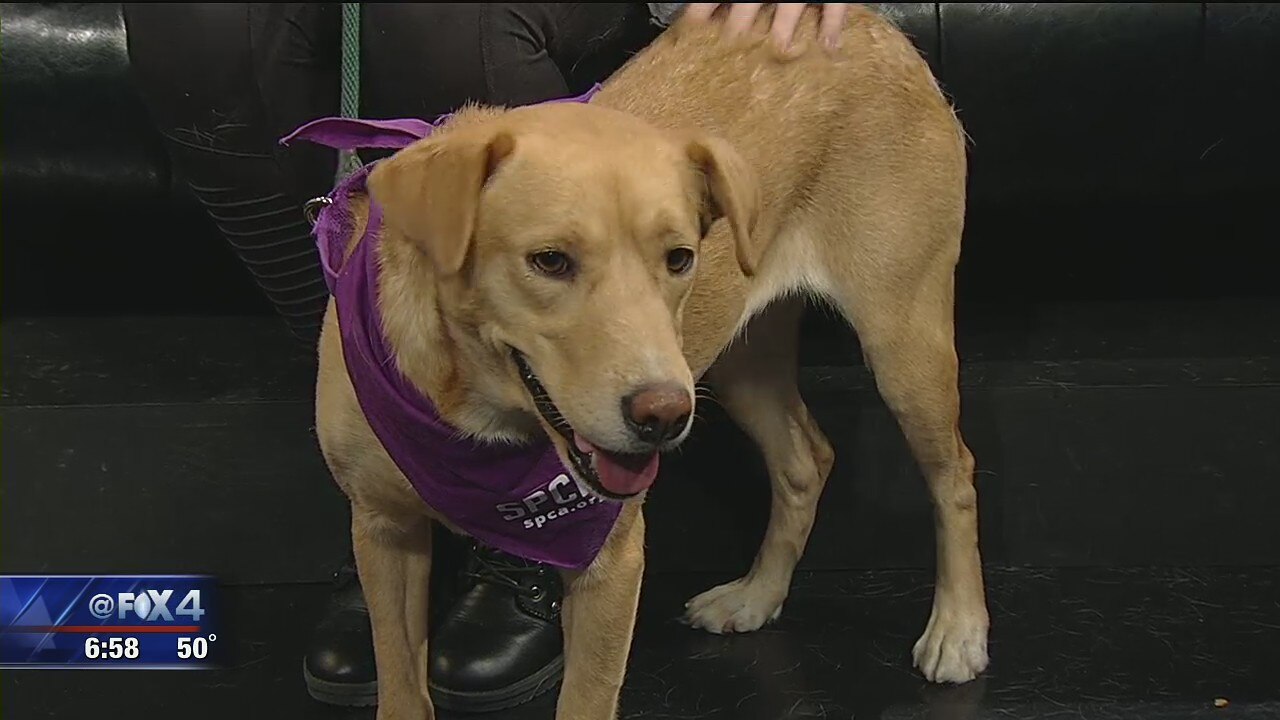 Dog of the Day - Peachy