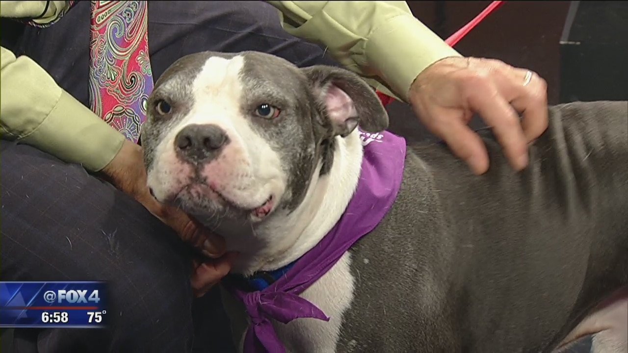 Dog of the Day: Batman