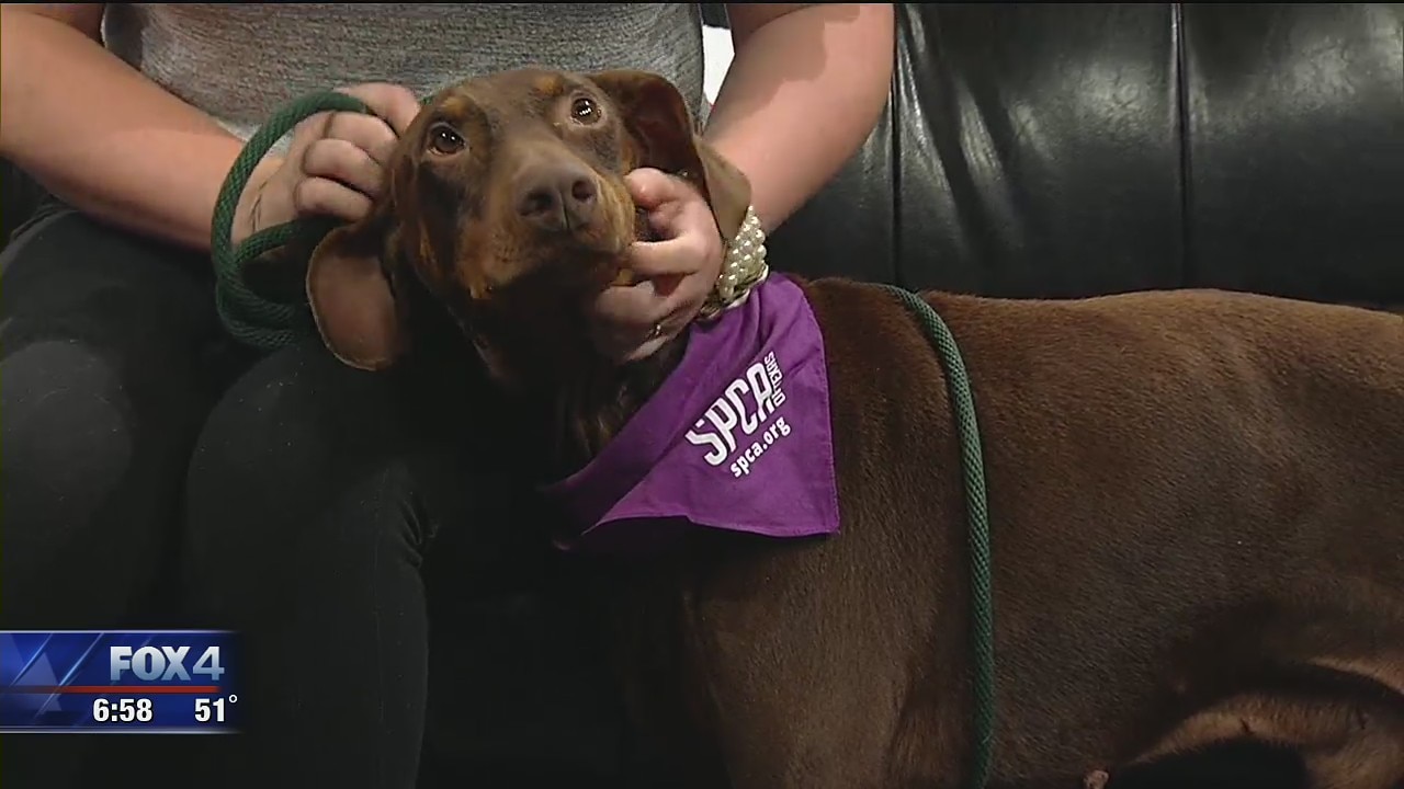 Dog of the Day: Canelo