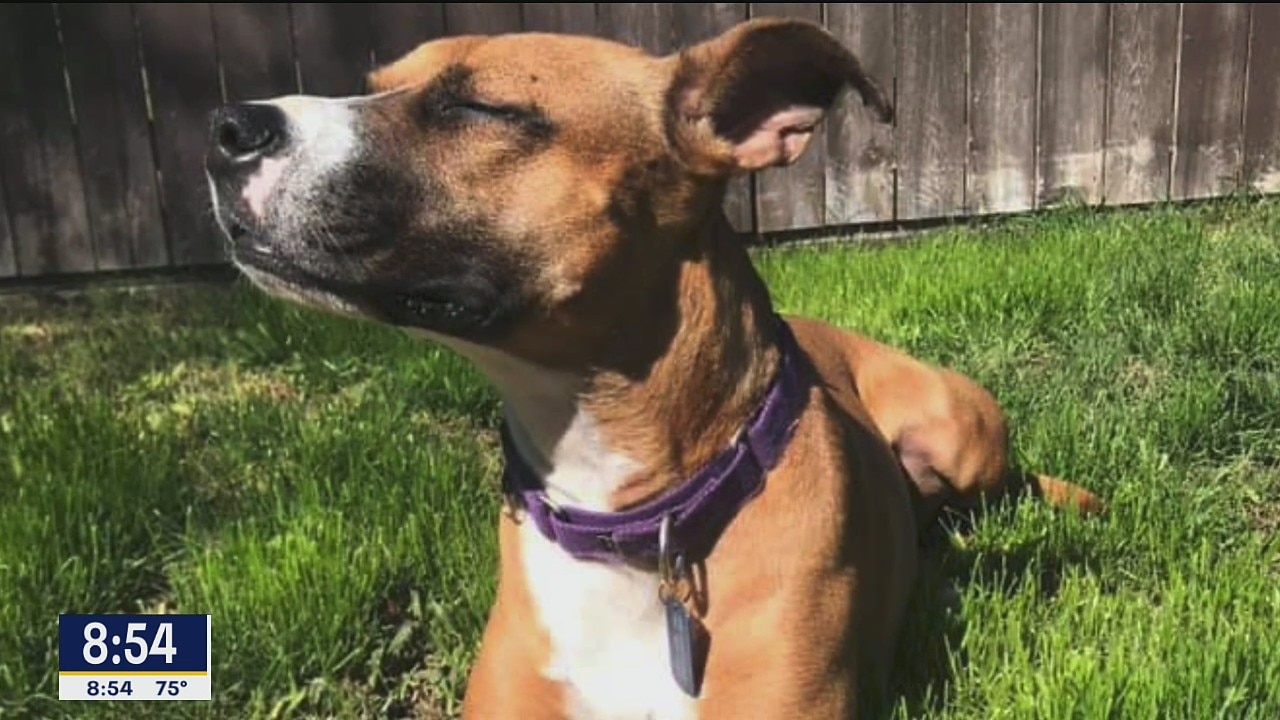 Dog of the Day: Nala