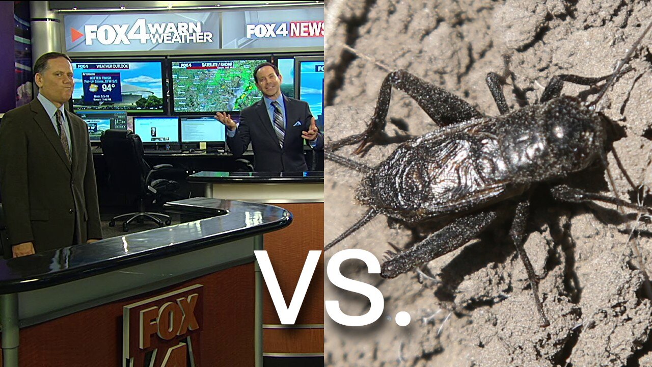 Cricket interrupts Good Day