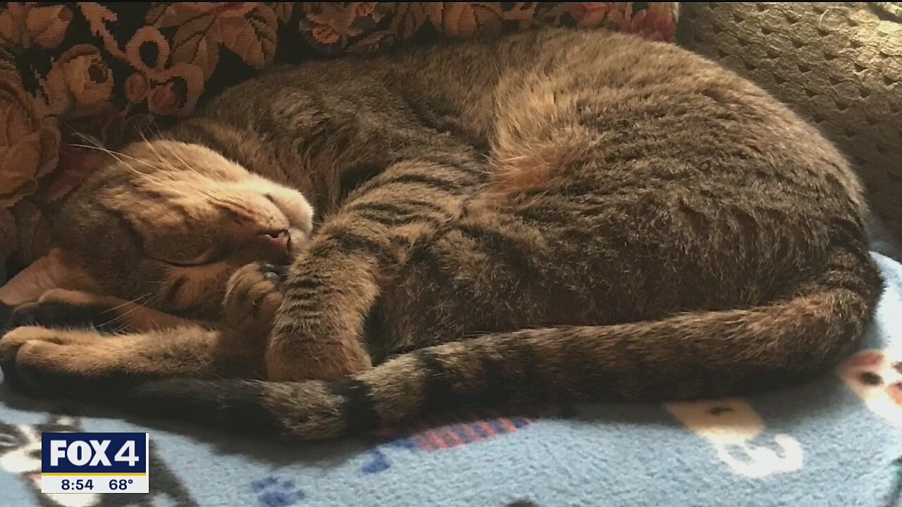 Pet of the Day: Trudeau