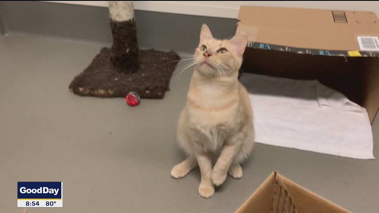 Pet of the Day: Peaches