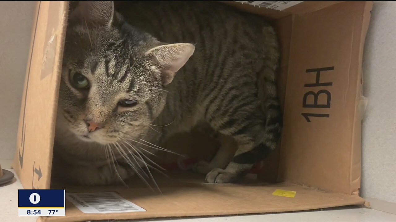 Pet of the Day: Master Roshi