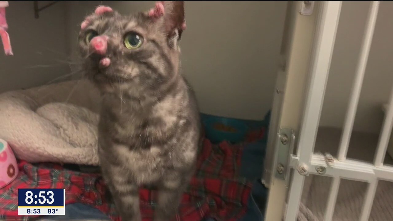 Pet of the Day: Maggie