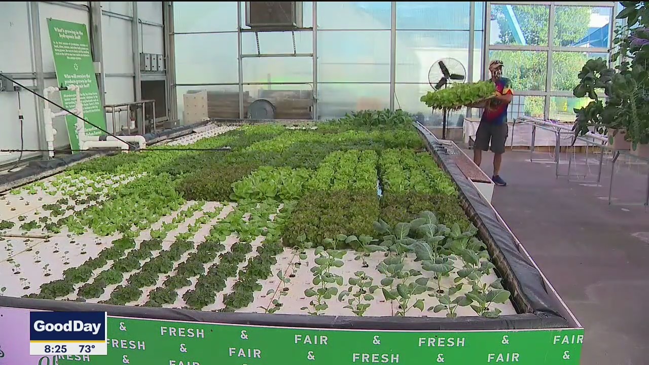 17,0000 pounds of produce harvested at Big Tex Urban Farms