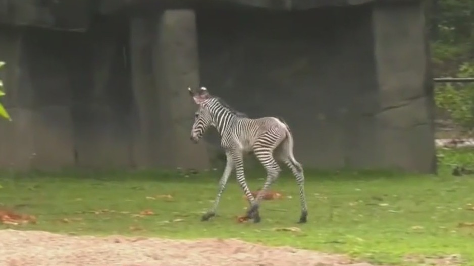 Brookfield Zoo welcomes baby zebra