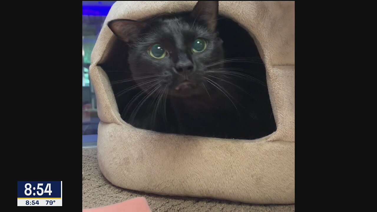 Pet of the Day: Ebony