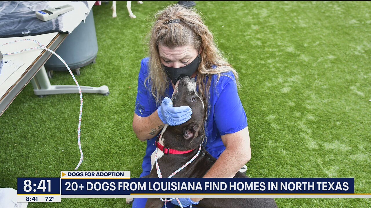 Dogs from Louisiana looking for new homes in Dallas