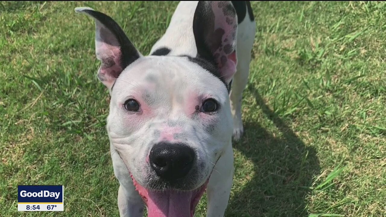 Dog of the Day: Tron