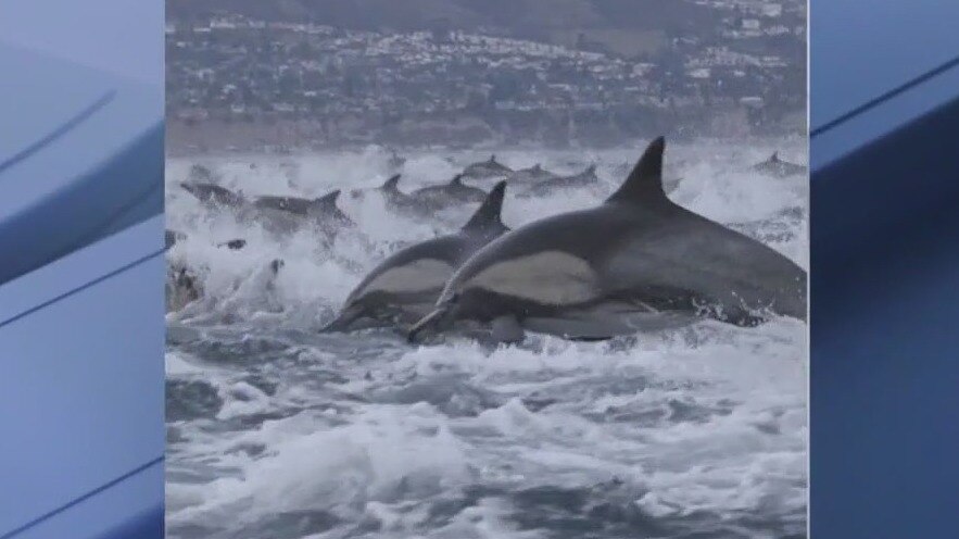 Stampede of dolphins caught on camera off California coast
