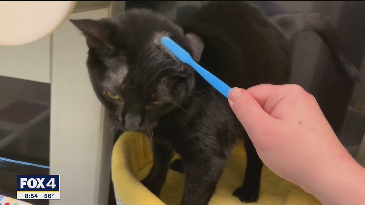Pet of the Day: Queen Vegeta