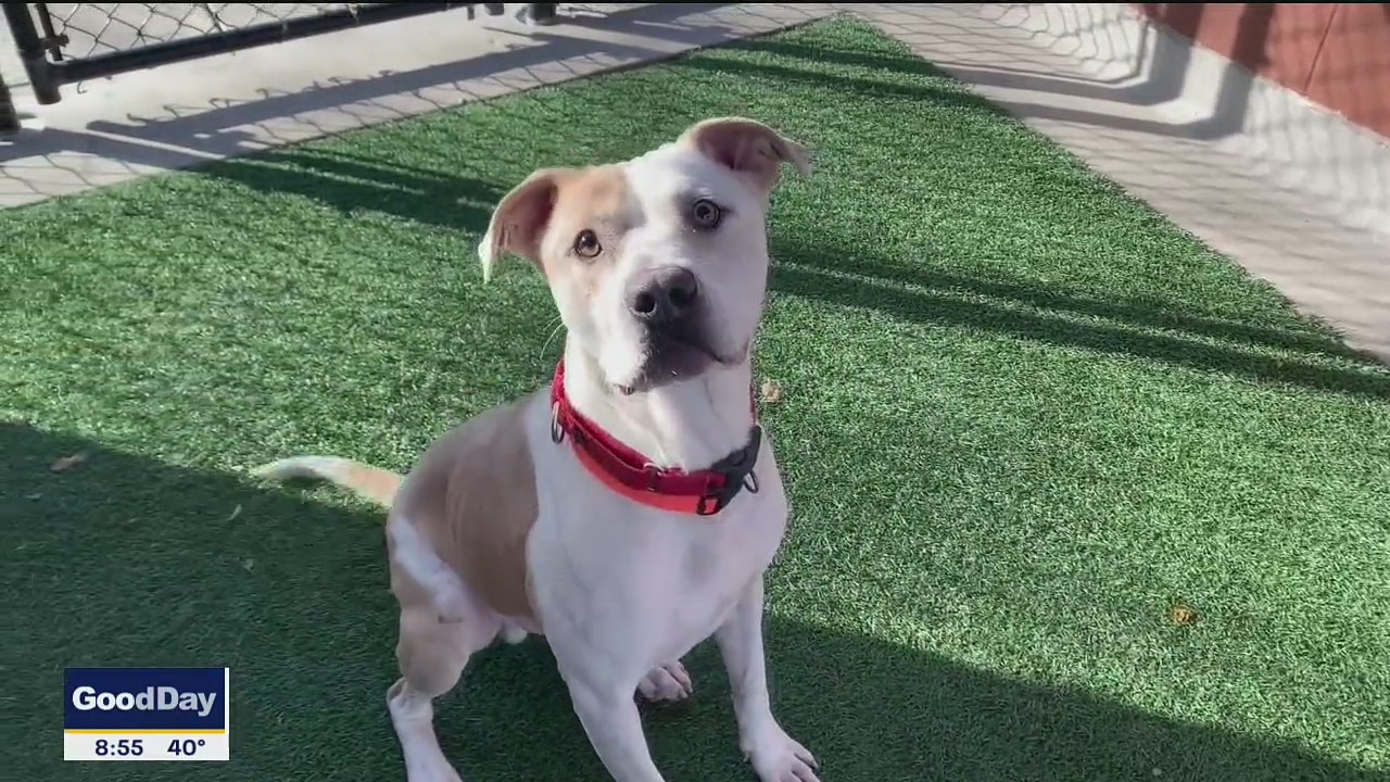 Dog of the Day: Martin