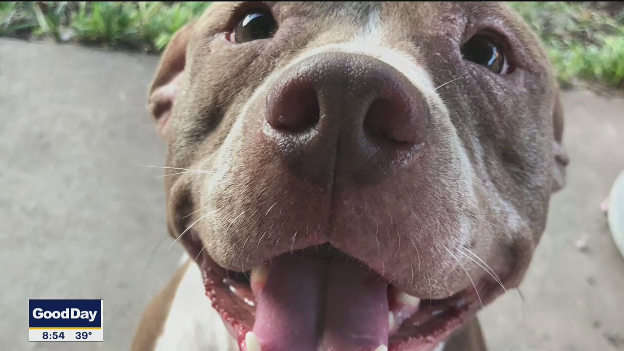 Dog of the Day: Ruby