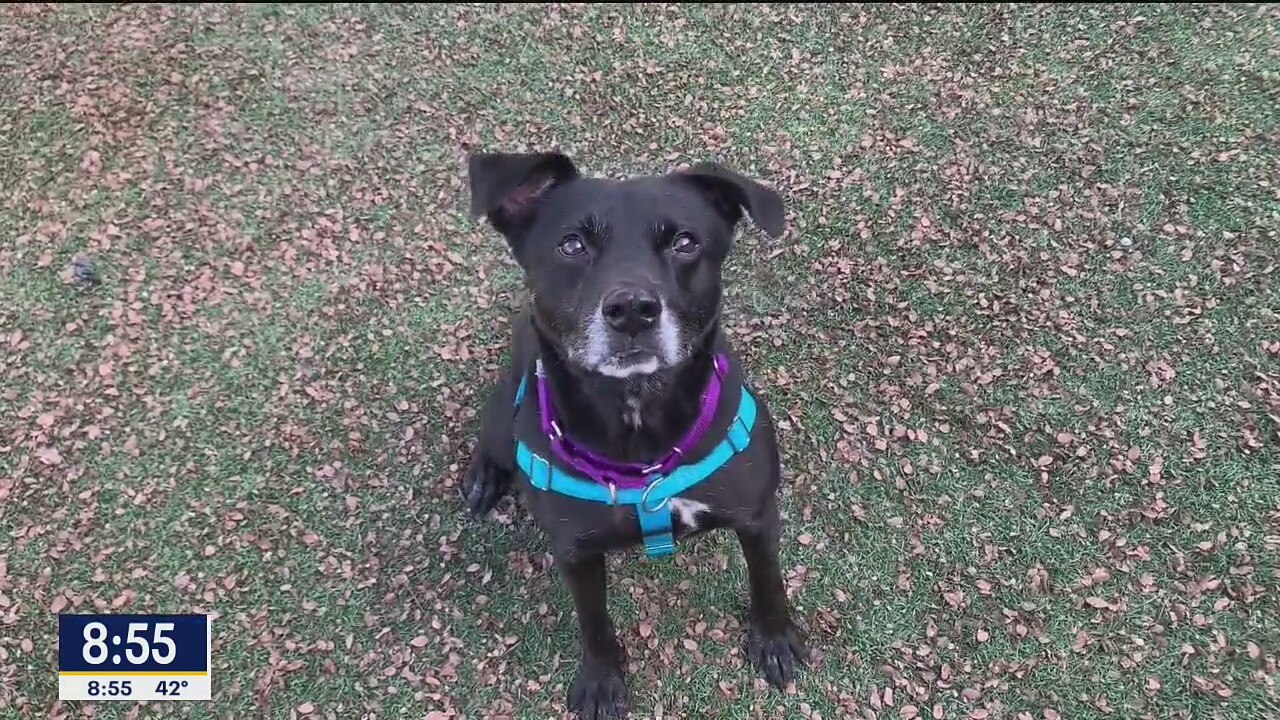 Dog of the Day: Cecil