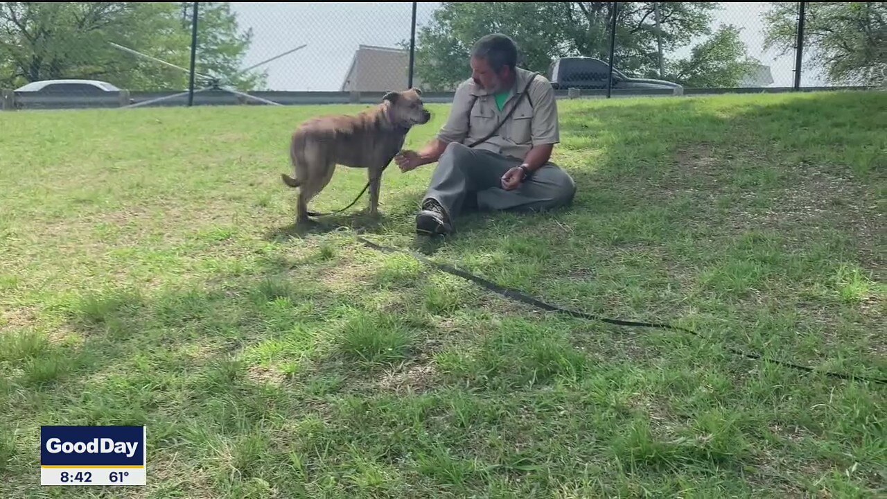 Dog of the Day: Blue Eye