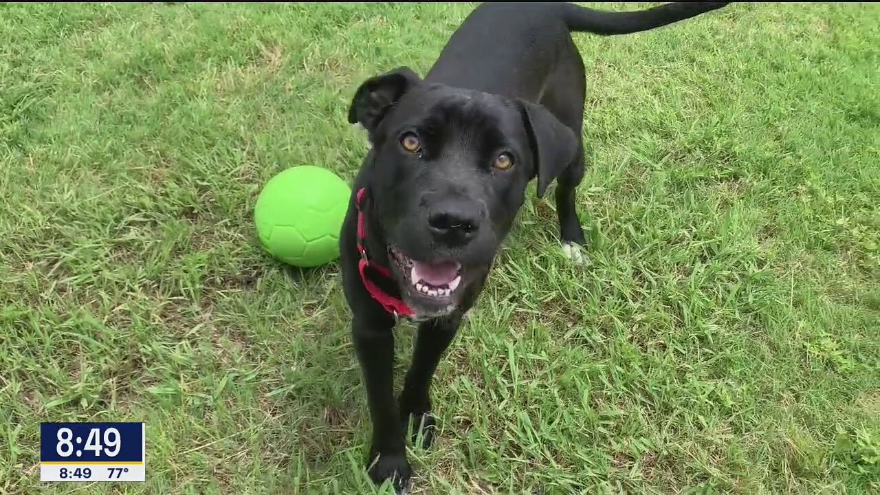 Dog of the Day: Elvira
