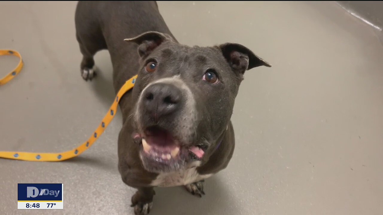 Dog of the Day: Petunia