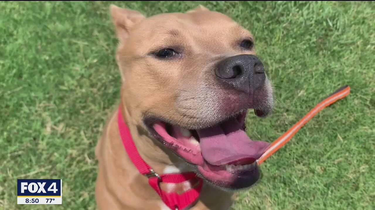 Dog of the Day: Gloria Grace