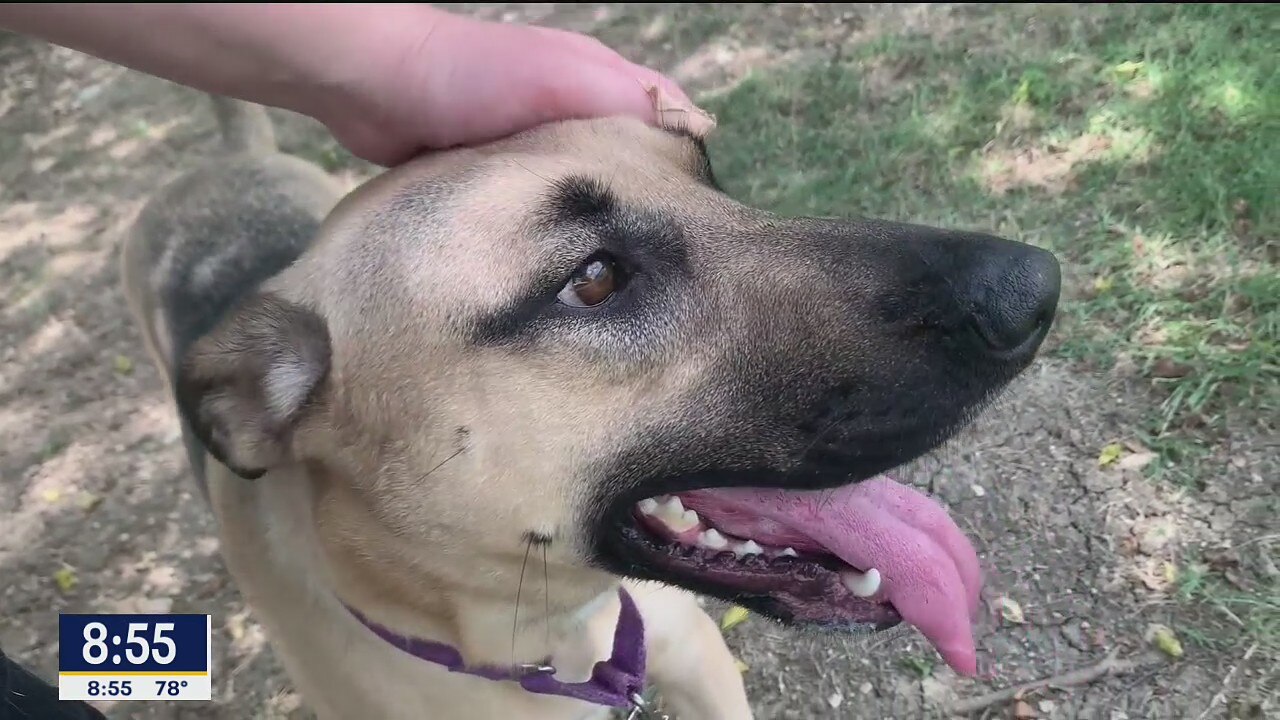 Dog of the Day: Goldie
