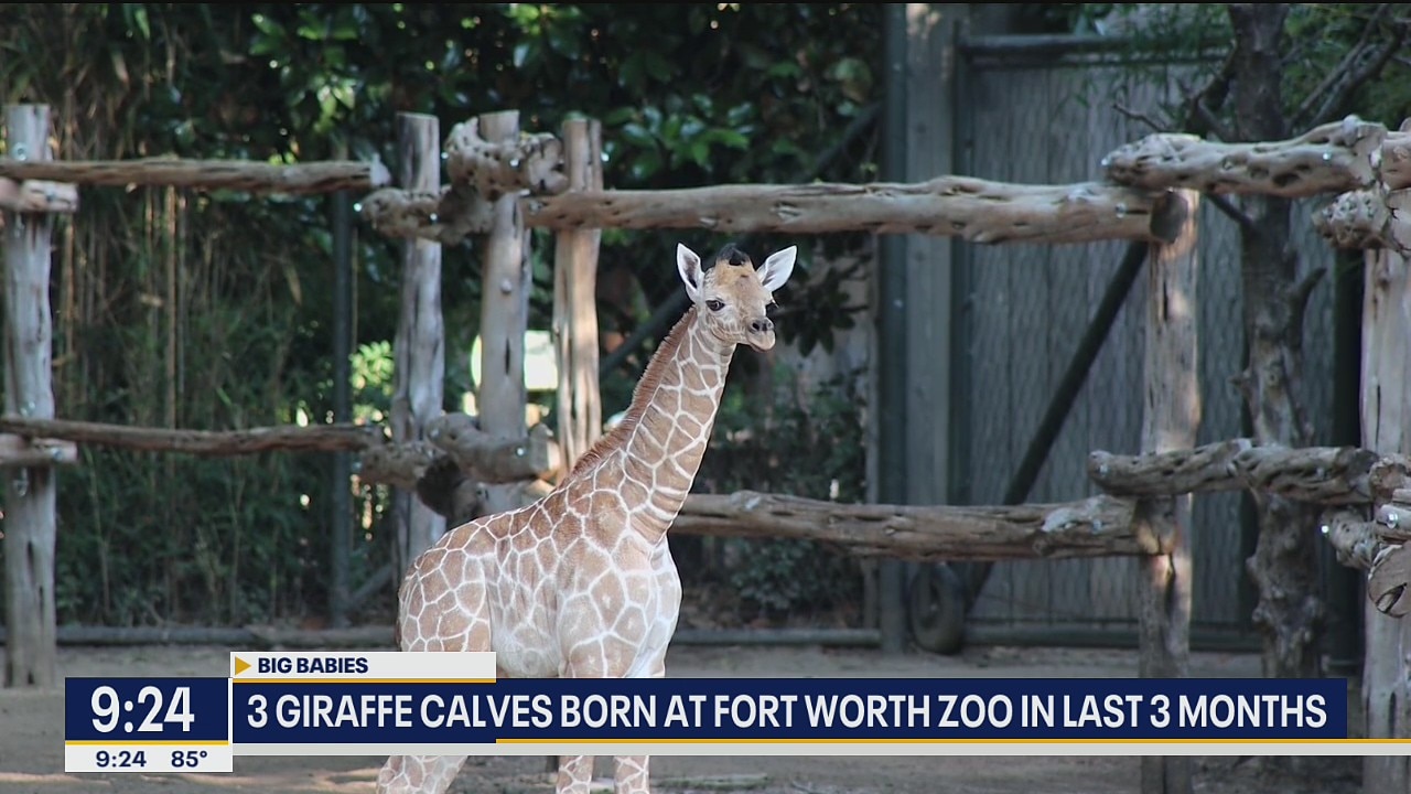 Fort Worth Zoo welcomes new giraffe calves