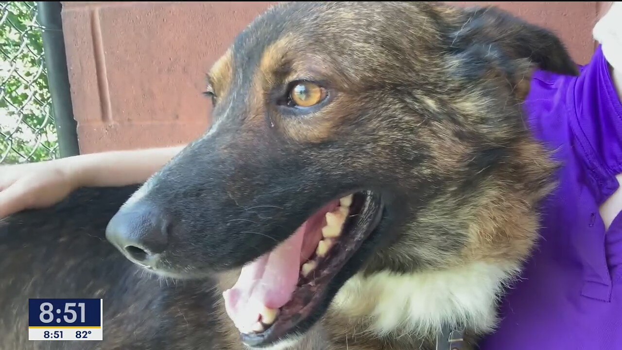 Dog of the Day: Bunuelo
