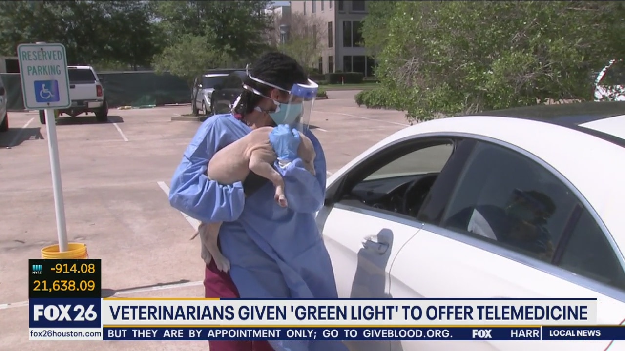 Veterinarians offering telemedicine to help pet owners