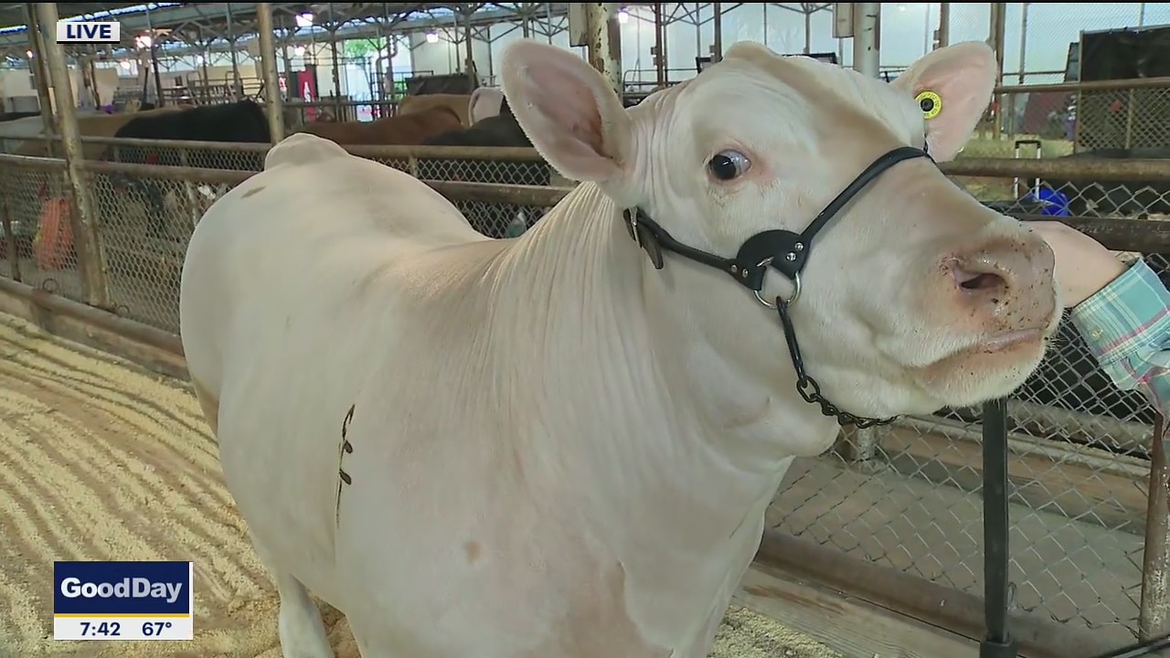 Annual youth livestock auction happening Friday at the State Fair of Texas