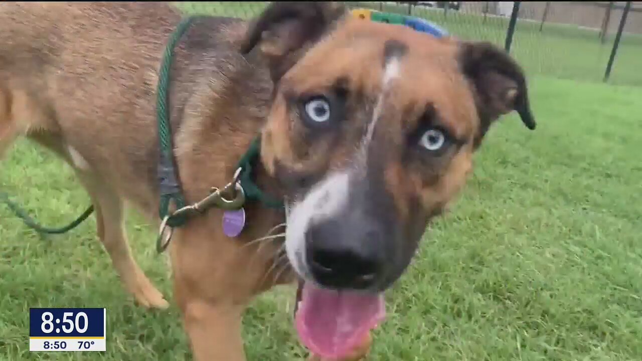 Dog of the Day: Zig