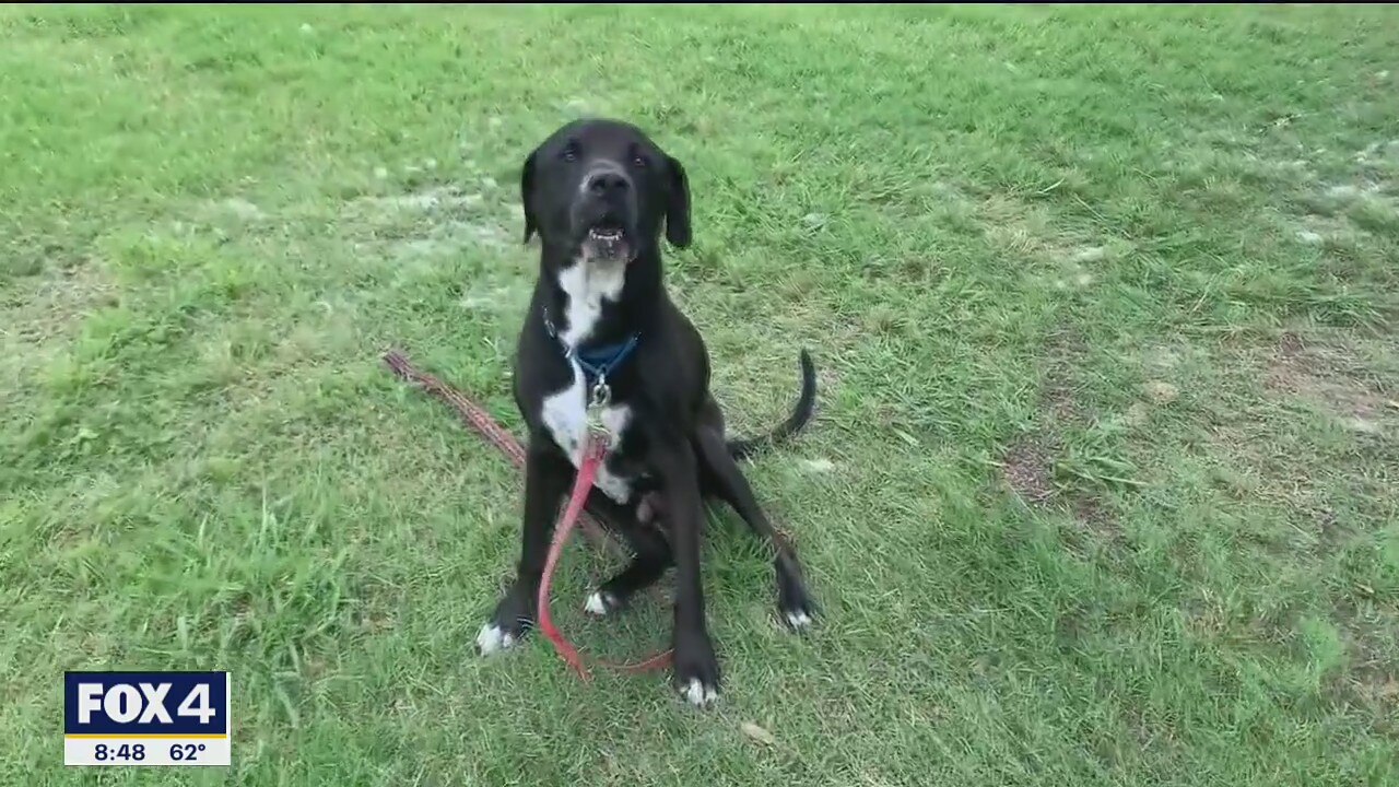 Dog of the Day: Miles