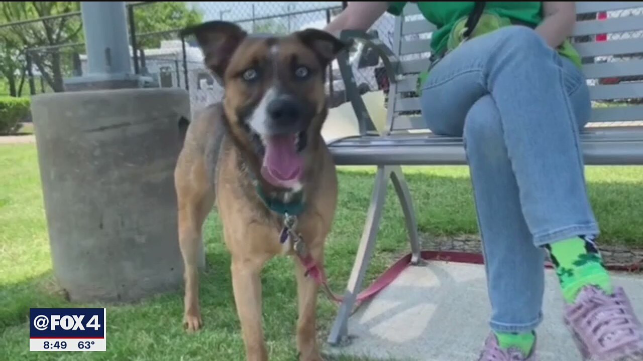 Dog of the Day: Zig