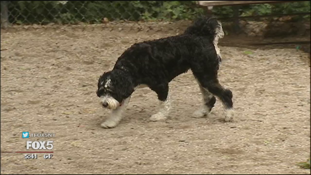 Emotional support animals