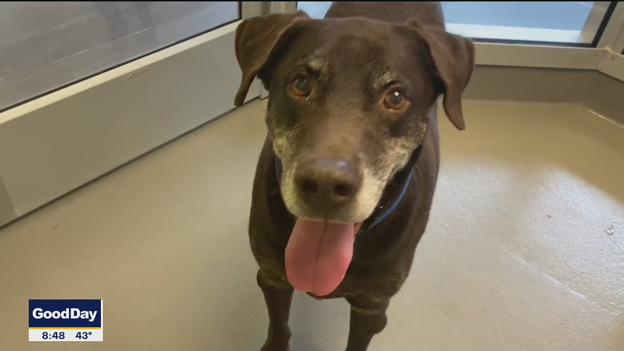 Dog of the Day: Charlie