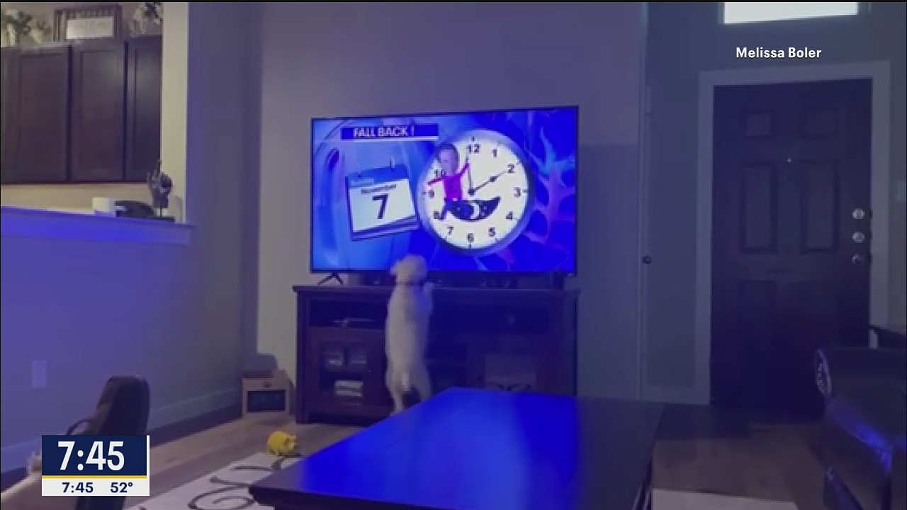 Viewer's dog barks, jumps at TV when 'Little E' appears