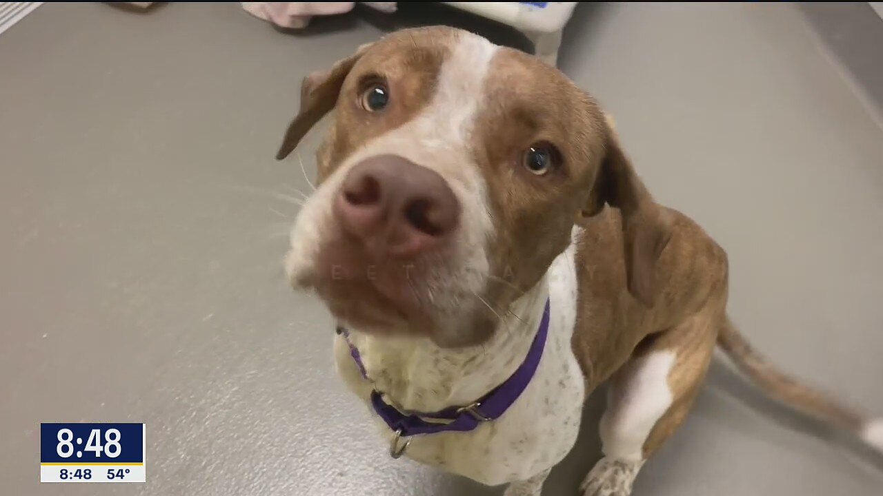 Dog of the Day: Gary
