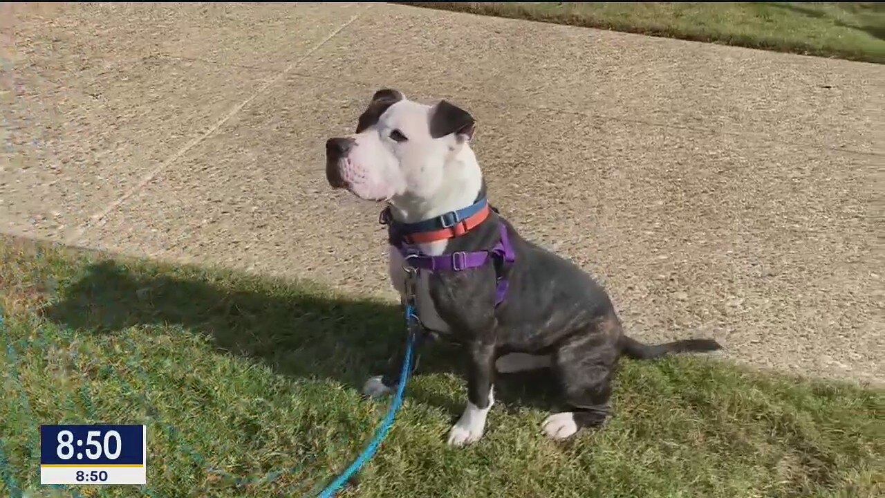 Dog of the Day: Lawson