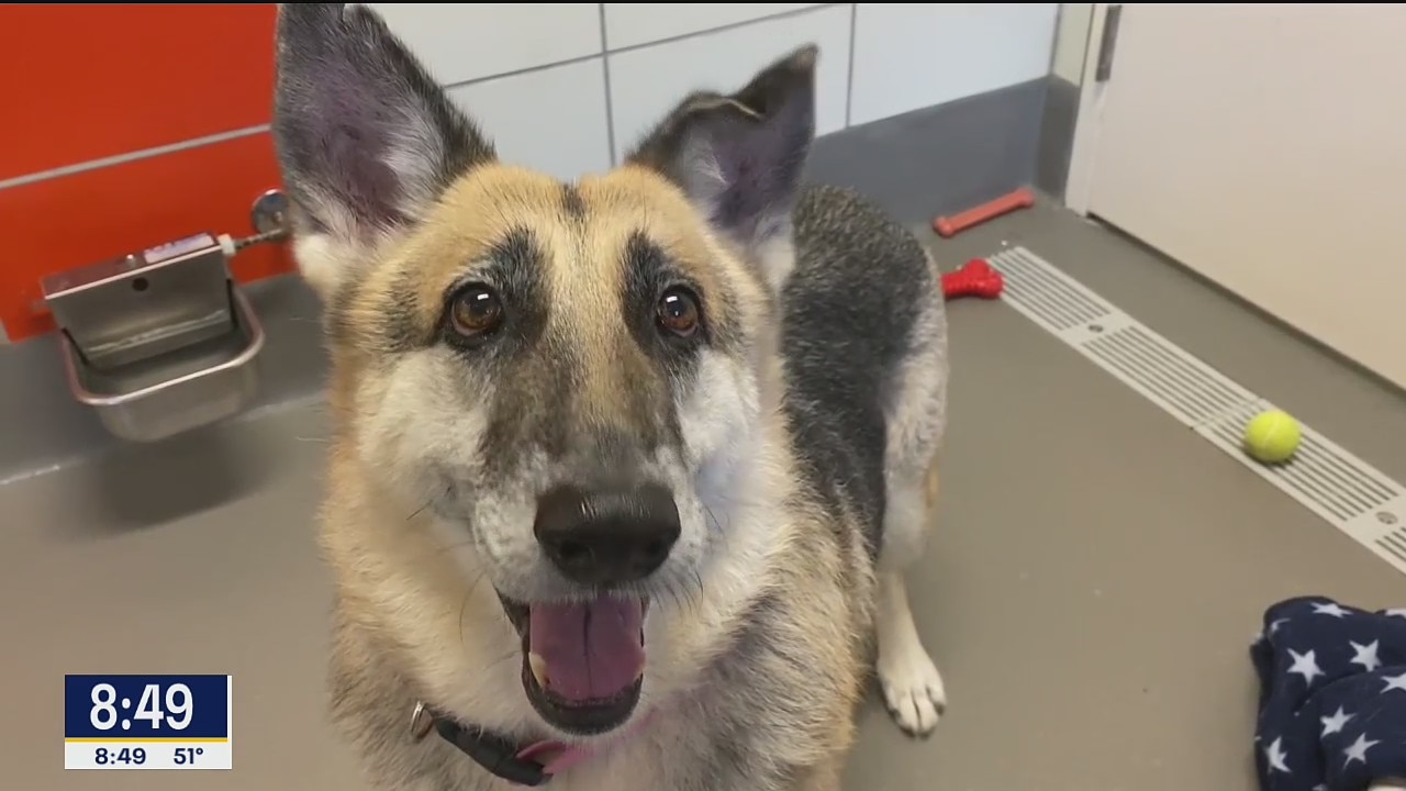 Dog of of the Day: Maura