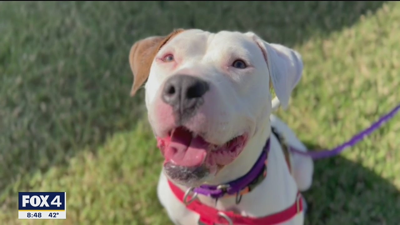 Dog of the Day: Cutie