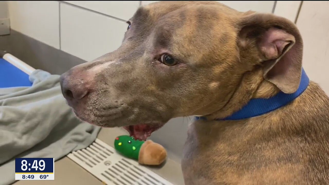 Dog of the Day: Pablo