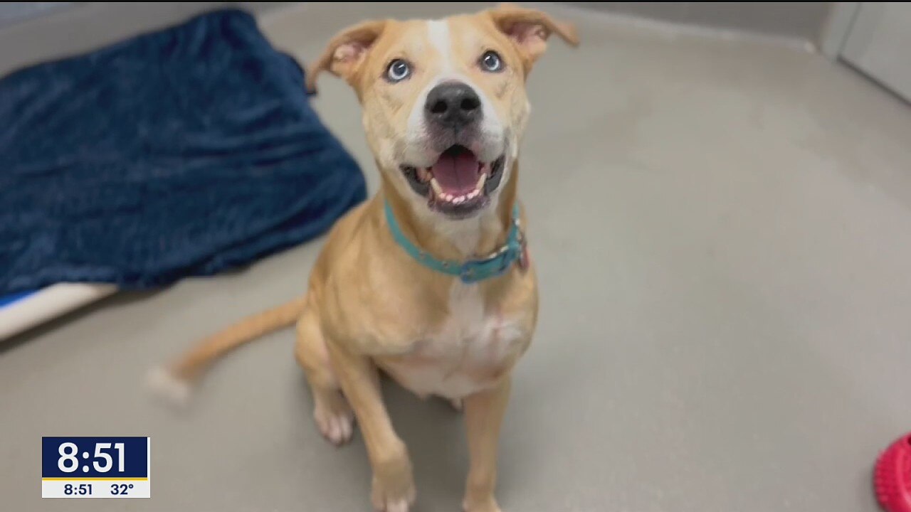 Dog of the Day: Shiloh