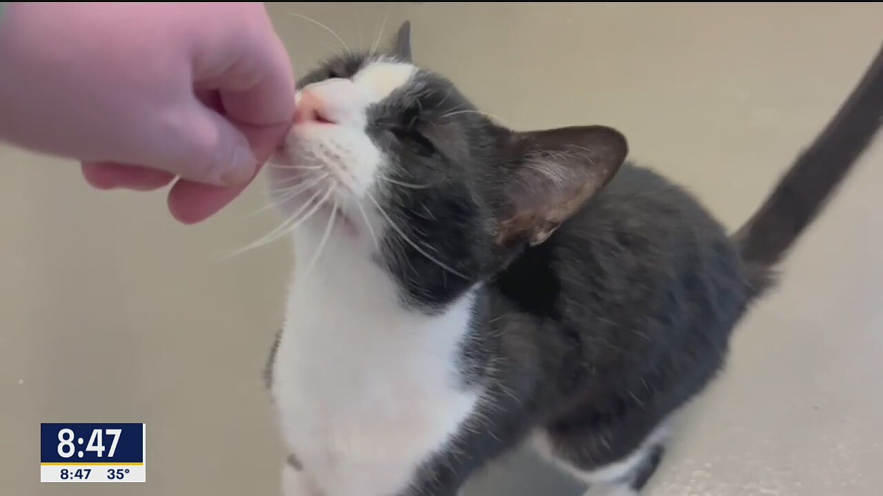 Pet of the Day: Oreo