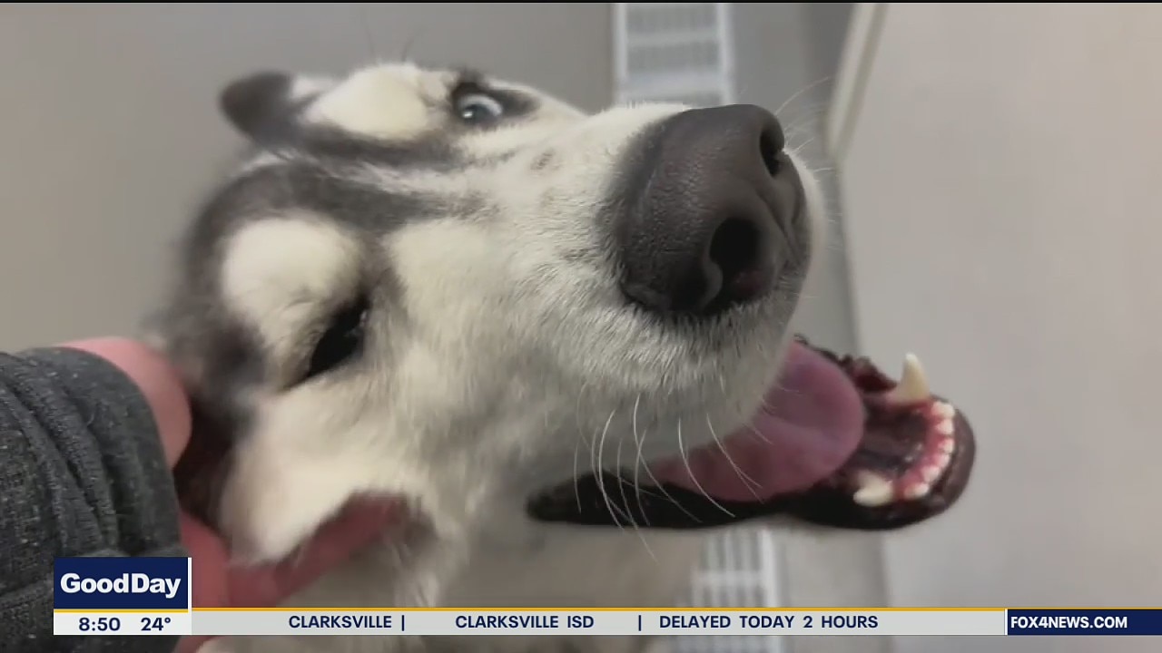 Dog of the Day: Murray