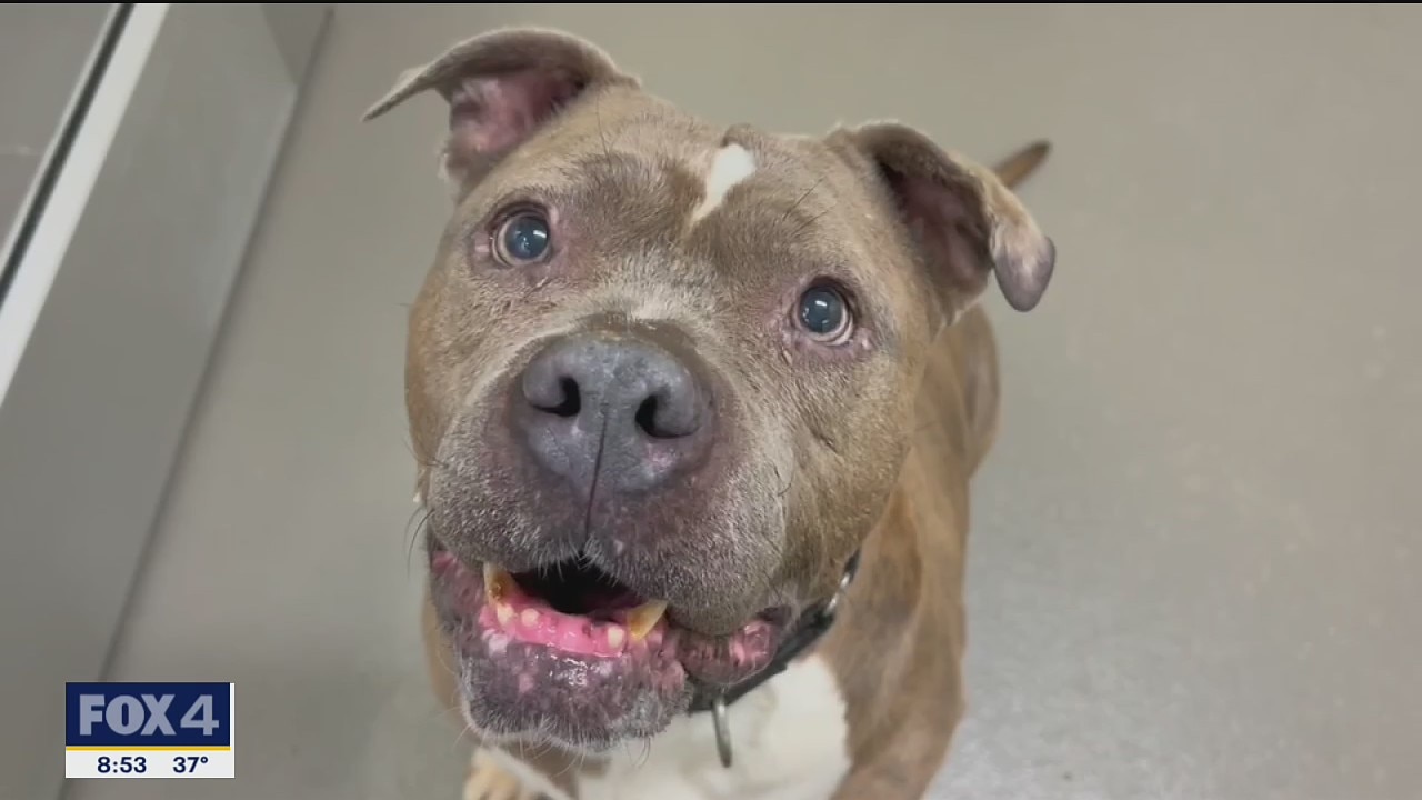 Pet of the Day: Lady