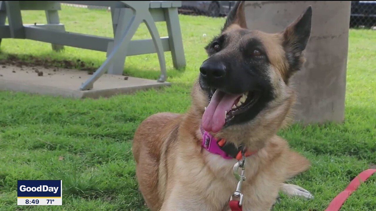 Dog of the Day: Sway