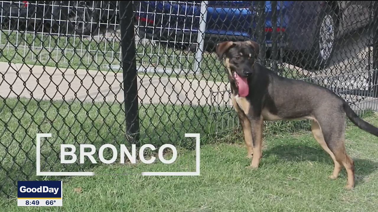 Dog of the Day: Bronco