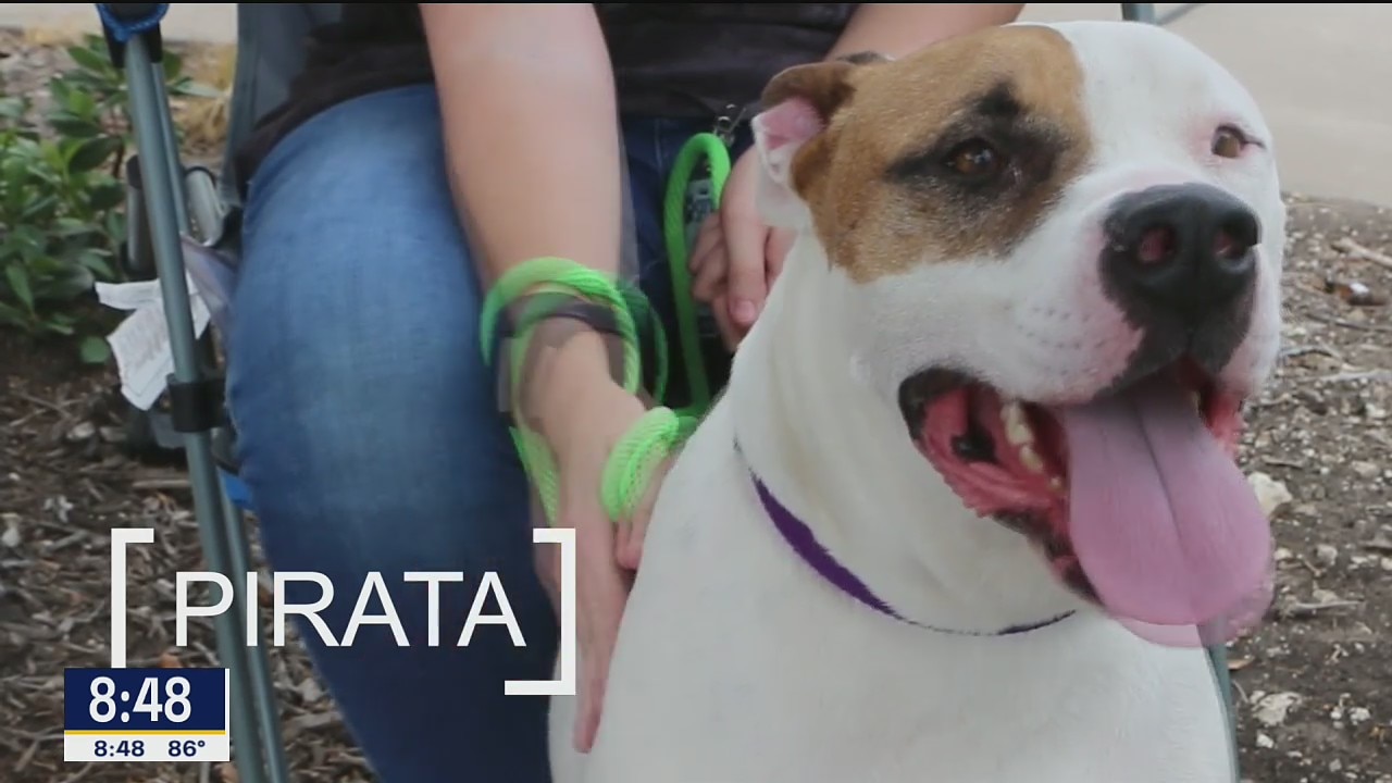 Dog of the Day: Pirata