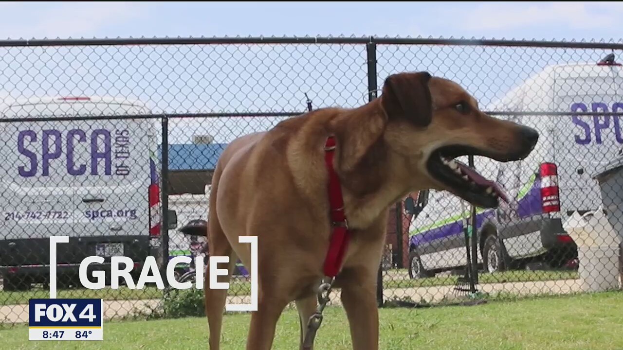 Dog of the Day: Gracie