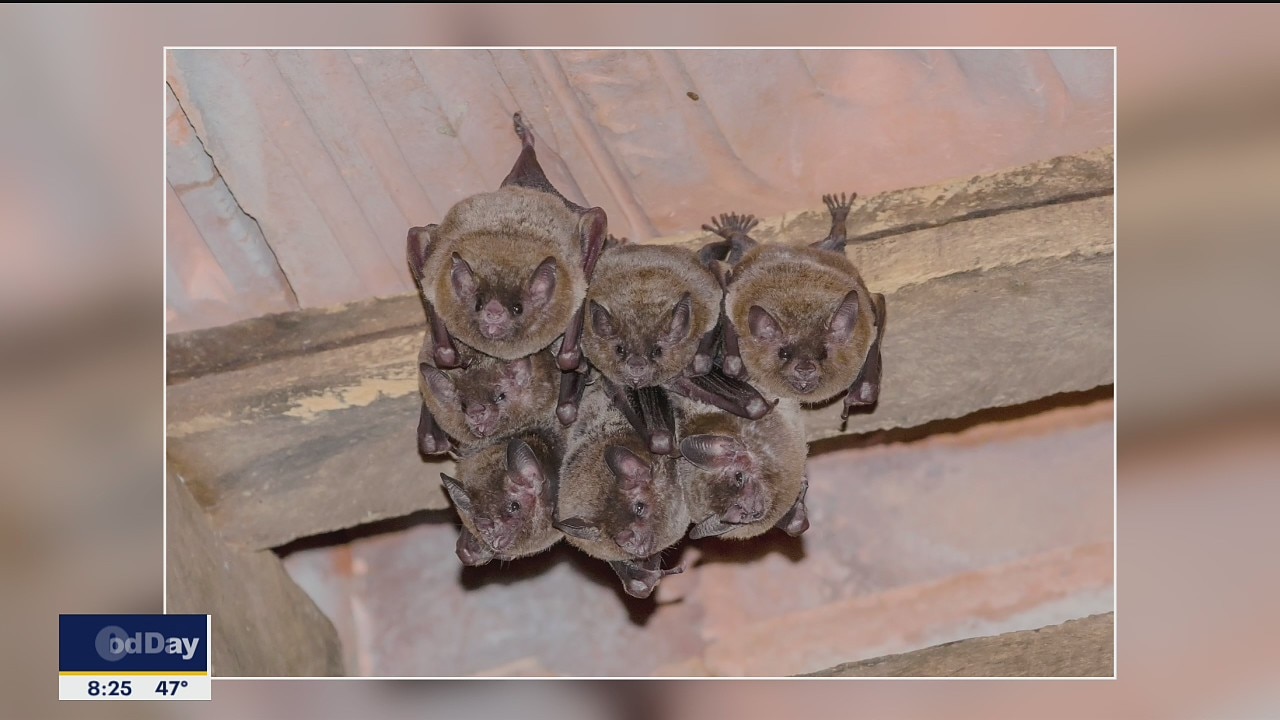 Arlington celebrates bats at special event